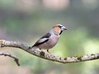 Coccothraustes coccothraustes 172, Appelvink, Saxifraga-Luuk Vermeer