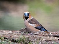 Coccothraustes coccothraustes 175, Appelvink, Saxifraga-Luuk Vermeer