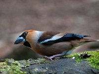 Coccothraustes coccothraustes 180, Appelvink, Saxifraga-Luuk Vermeer