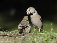 Coccothraustes coccothraustes 182, Appelvink, Saxifraga-Luuk Vermeer