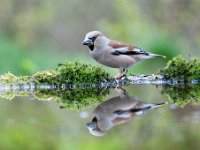 Coccothraustes coccothraustes 195, Appelvink, Saxifraga-Luuk Vermeer