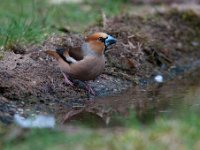 Coccothraustes coccothraustes 196, Appelvink, Saxifraga-Luuk Vermeer