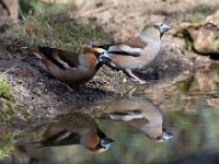 Coccothraustes coccothraustes 202, Appelvink, Saxifraga-Luuk Vermeer