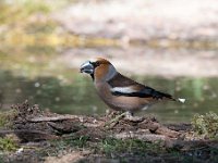 Coccothraustes coccothraustes 208, Appelvink, Saxifraga-Luuk Vermeer