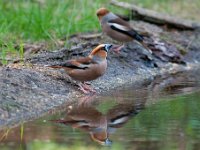 Coccothraustes coccothraustes 211, Appelvink, Saxifraga-Luuk Vermeer