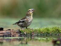 Coccothraustes coccothraustes 219, Appelvink, Saxifraga-Luuk Vermeer