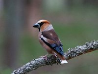 Coccothraustes coccothraustes 223, Appelvink, Saxifraga-Luuk Vermeer