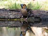 Coccothraustes coccothraustes 229, Appelvink, Saxifraga-Luuk Vermeer