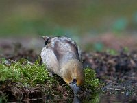 Coccothraustes coccothraustes 57, Appelvink, Saxifraga-Luuk Vermeer