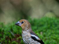 Coccothraustes coccothraustes 58, Appelvink, Saxifraga-Luuk Vermeer