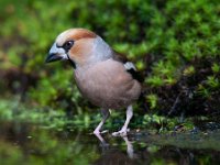 Coccothraustes coccothraustes 60, Appelvink, Saxifraga-Luuk Vermeer