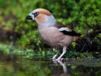 Coccothraustes coccothraustes 61, Appelvink, Saxifraga-Luuk Vermeer