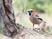 Coccothraustes coccothraustes 64, Appelvink, Saxifraga-Luuk Vermeer