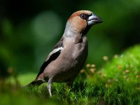 Coccothraustes coccothraustes 69, Appelvink, Saxifraga-Luuk Vermeer