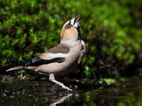 Coccothraustes coccothraustes 70, Appelvink, Saxifraga-Luuk Vermeer