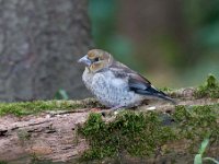 Coccothraustes coccothraustes 75, Appelvink, Saxifraga-Luuk Vermeer