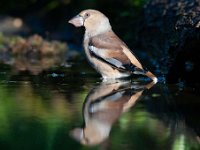 Coccothraustes coccothraustes 81, Appelvink, Saxifraga-Luuk Vermeer