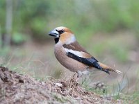 Coccothraustes coccothraustes 83, Appelvink, Saxifraga-Luuk Vermeer