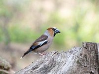 Coccothraustes coccothraustes 84, Appelvink, Saxifraga-Luuk Vermeer