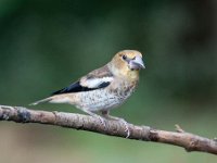 Coccothraustes coccothraustes 93, Appelvink, Saxifraga-Luuk Vermeer