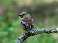 Coccothraustes coccothraustes 97, Appelvink, Saxifraga-Luuk Vermeer