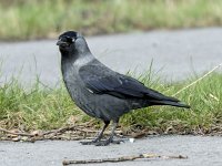 Kauw #05656 : Corvus monedula, Western Jackdaw, Kauw