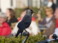 Kauw, Eurasian Jackdaw  Kauw, Eurasian Jackdaw : Friesland, Kauw, Natura 2000, Nederland, Schiermonnikoog, Wadden, Wadden sea, Waddeneiland, beschermd natuurgebied, black, chair, corvus monedula, crow, eiland, jackdaw, kraaiachtige, lente, mensen, people, spring, stadsnatuur, stoel, table, tafel, terras, the Netherlands, voorjaar, zwart