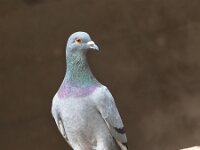 Columba livia, Rock Pigeon
