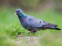 Columba oenas 39, Holenduif, Saxifraga-Rudmer Zwerver : behavior, bird, eating, feeding, foraging, walking