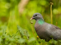 Columba oenas 42, Holenduif, adult, Saxifraga-Theo Verstrael
