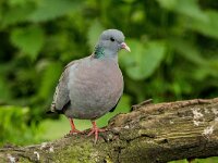 Columba oenas 43, Holenduif, adult, Saxifraga-Theo Verstrael