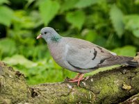 Columba oenas 44, Holenduif, adult, Saxifraga-Theo Verstrael