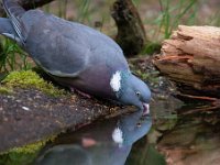 Columba palumbus 41, Houtduif, Saxifraga-Luuk Vermeer