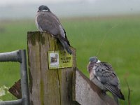 Columba palumbus 42, Houtduif, Saxifraga-Luuk Vermeer