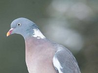 Columba palumbus 47, Houtduif, Saxifraga-Luuk Vermeer