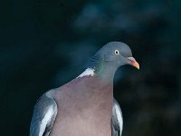 Columba palumbus 49, Houtduif, Saxifraga-Luuk Vermeer