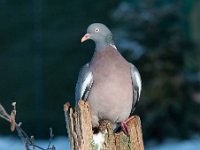 Columba palumbus 50, Houtduif, Saxifraga-Luuk Vermeer