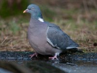 Columba palumbus 51, Houtduif, Saxifraga-Luuk Vermeer