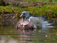 Columba palumbus 53, Houtduif, Saxifraga-Luuk Vermeer