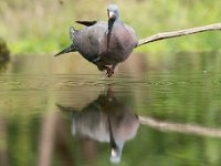 Columba palumbus 60, Houtduif, Saxifraga-Luuk Vermeer