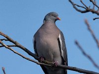 Columba palumbus 61, Houtduif, Saxifraga-Luuk Vermeer