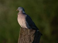 Columba palumbus 65, Houtduif, Saxifraga-Luuk Vermeer