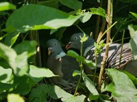 Columba palumbus 77, Houtduif, Saxifraga-Tom Heijnen