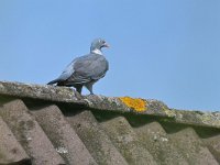 Columba palumbus 79, Houtduif, Saxifraga-Tom Heijnen