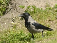 Corvus cornix, Hooded Crow