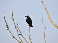 Corvus corone 31, Zwarte kraai, Saxifraga-Luuk Vermeer