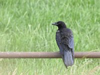 Corvus corone 36, Zwarte kraai, Saxifraga-Luuk Vermeer