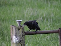 Corvus corone 42, Zwarte kraai, Saxifraga-Luuk Vermeer