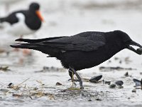 Corvus corone 47, Zwarte kraai, Saxifraga-Tom Heijnen