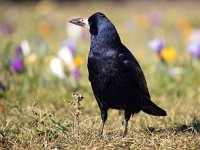 Corvus frugilegus 21, Roek, Saxifraga-Bart Vastenhouw